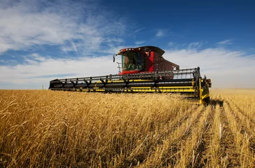  modern combine harvester working on a wheat crop © Sly