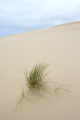 Wind blown grass on sand dune.
