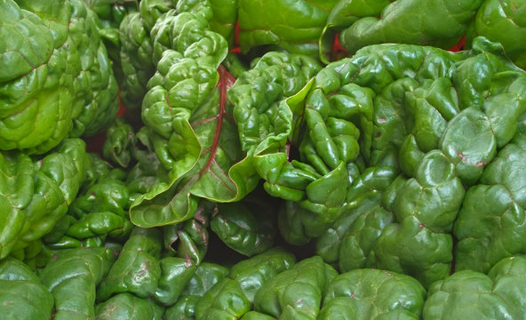 Close up of fresh Silverbeet