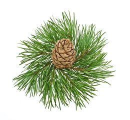 Siberian pine cone with branch isolated on white