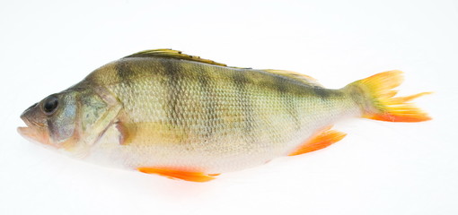 perch isolated on white background