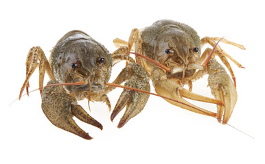 Alive crayfish poses in front of the chamber