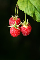 Ripe berries of a raspberry on branches