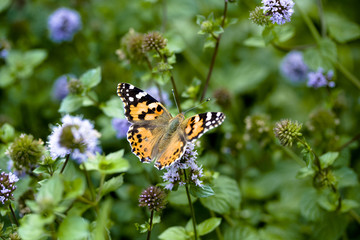 Obraz premium Schmetterling auf Wiese