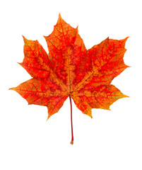 autumn maple leaf isolated on white