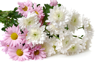 bouquet of white and pink garden chrysanthemum