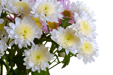 bouquet of white and pink garden chrysanthemum
