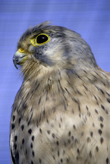 kestrel