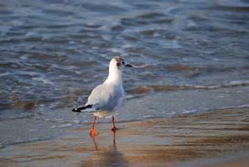 oiseau marin