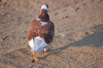 pigeon