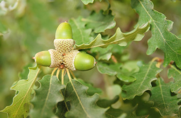 close up of acorn among leaves © Heorshe