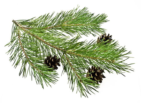 pine branch isolated on white