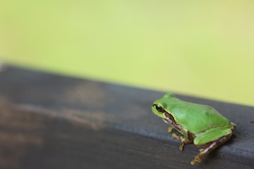 small frog