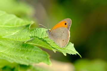 butterfly sits on  plant on green background