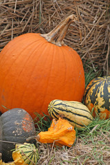 Fall Scene