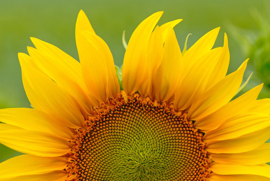 sunflower on  background of  green field