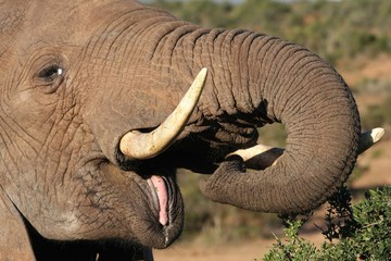 Naklejka premium Large male African elephant with it's pink tongue showing