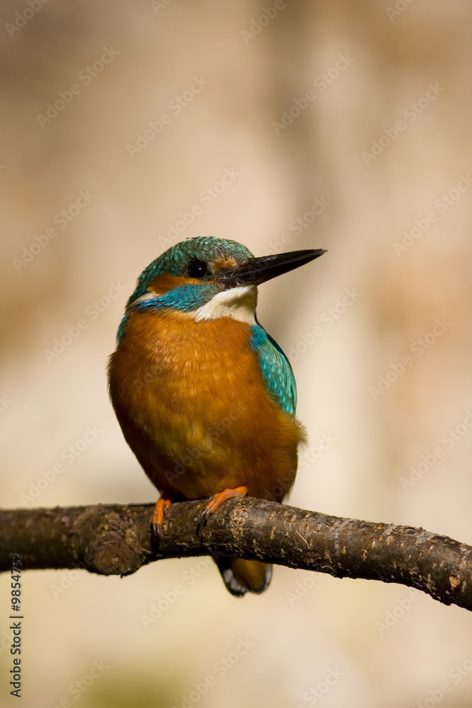 Wall mural kingfisher 1