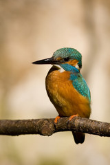 kingfisher 2