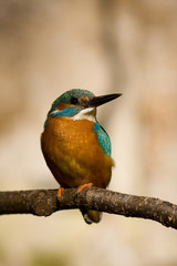 kingfisher 1