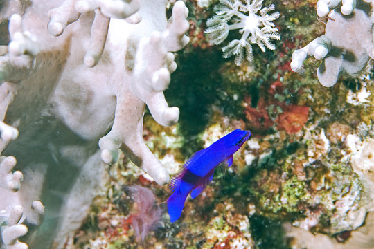 orchid dottyback (pseudochromis fridmani)