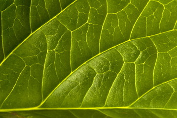 Green Leaf Background Abstract .