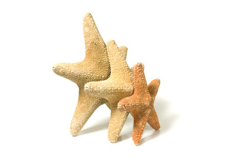 Group of starfish