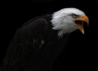 Weißkopfseeadler