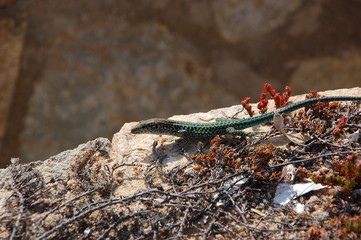 LUCERTOLA