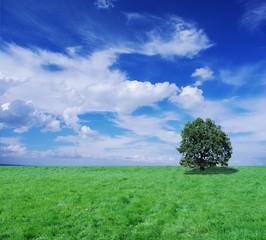 Obraz premium infinite the meadow and the tree on background of sky