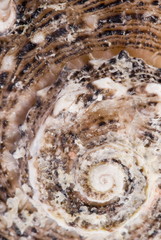 Abstract macro photo of a Snail Shell .