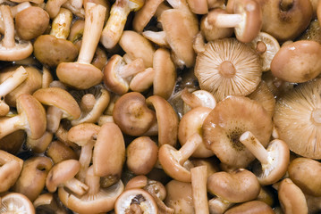 edible mushrooms on the pot