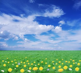 the flowery meadow on background of sky from clouds