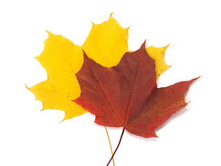 Fall yellow and red Maple leaves on white background