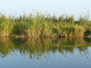 Schilfbewuchs