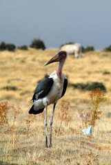 Marabú