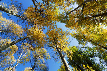 Autumn Foliage at Tumwater Canyon near Leavenworth, WA