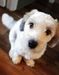 Please give me that bone