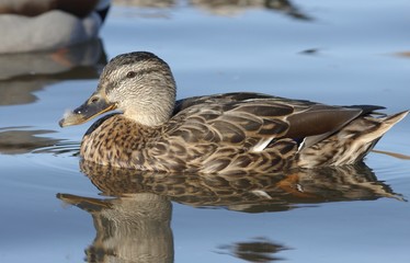 Mallard in the water.