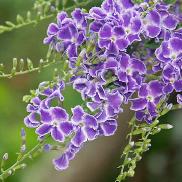 fleurs du vanillier de Cayenne