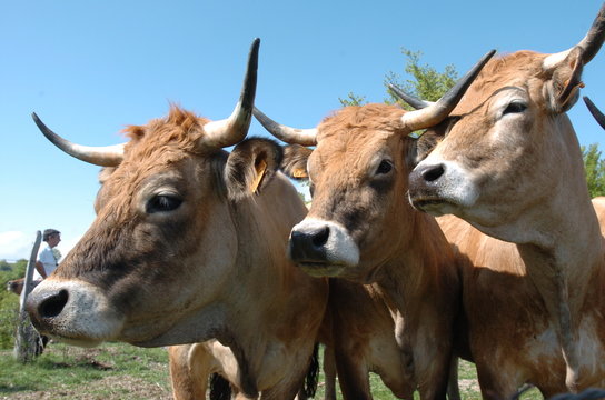 Transhumance