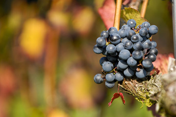 Weinrebe mit Weintrauben