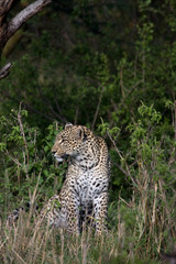 Naklejka na ściany i meble On Safari in the Masai Mara game reserve Kenya Africa