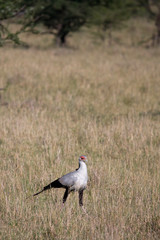On Safari in the Masai Mara game reserve Kenya Africa