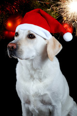 White labrador retriever with red Santa Claus hat