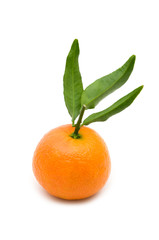 single tangerine on white background