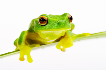 Obraz premium Mała zielona żaba drzewna siedzi na ostrzu trawy