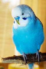 Welli3
