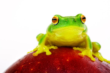 Small green tree frog sitting on red apple