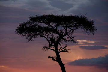 On Safari in the Masai Mara  lone leopard up a tree